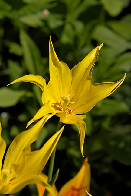 Jardin des Impressionnistes-054